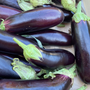 aubergine bio