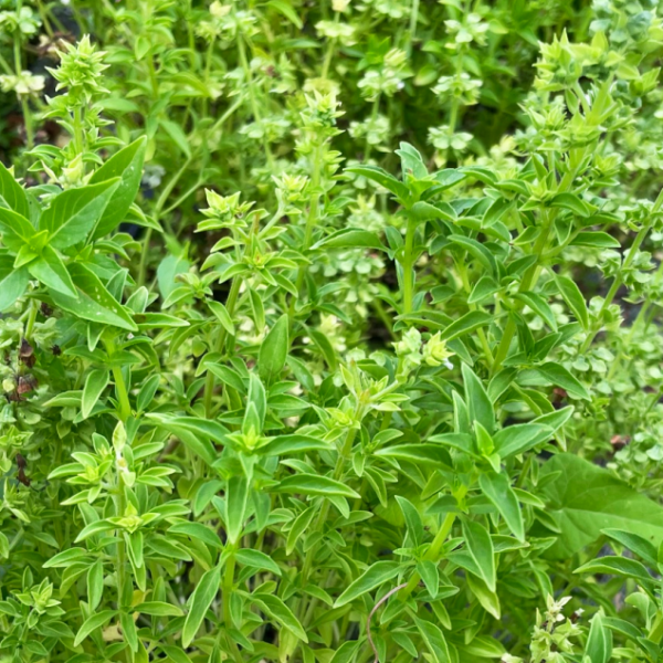 basilic grec bio à petites feuilles