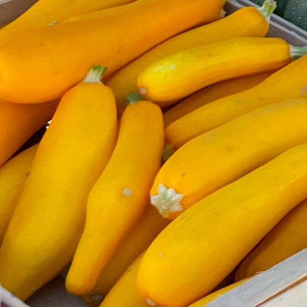 courgette jaune bio