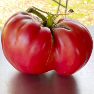 tomate beefsteak bio