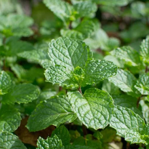 menthe poivrée bio